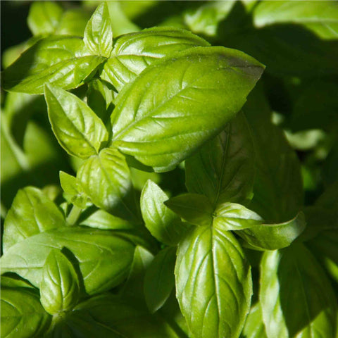 Cipriani Food - Organic Pesto Sauce